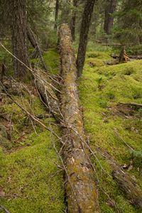 untitled #6 from boreal forest