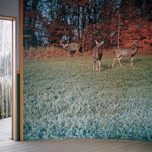 Deer Viewing Gazebo