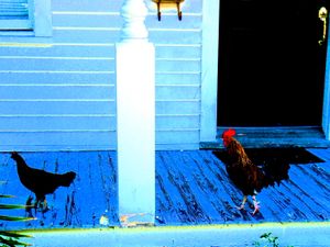 Rooster chasing hen in Key West 2