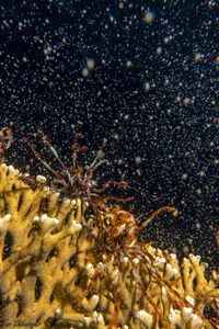 Mass medusae release of fire corals