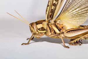 Grasshopper