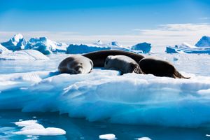 La siesta, on the ice