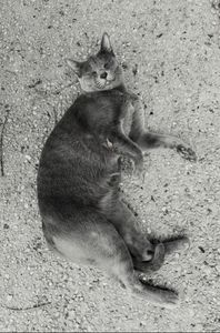 Stray Cats_8
