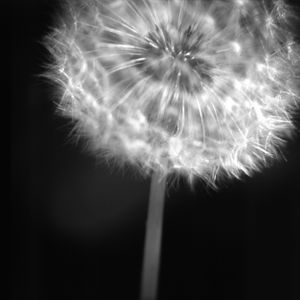 dandelion