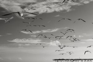 gulls and oceanana pier