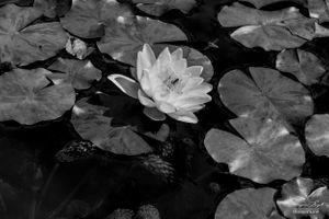 Flowers 07
