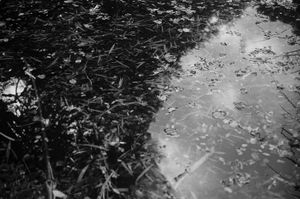 Half water