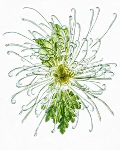 Starburst Chrysanth 1