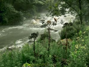 MORNING ALONG THE MISTY RIVER