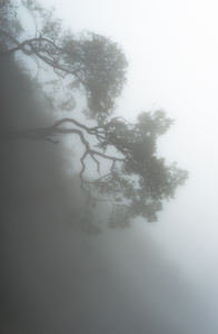 Foggy hill-side