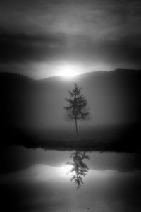 Trees - Cansiglio forest