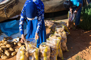 Bekaa Valley, LEBANON, September 5, 2014: Imarat Anwar, 26, is one of many Syrian women who works as a potato plucker, earning only 5 USD per day. Female refugees mainly work in agriculture, while men try to find work in construction, carpentry or as carriers.