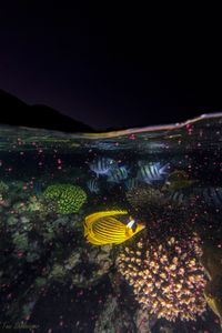 Coral spawning in the Gulf of Eilat and Aqaba