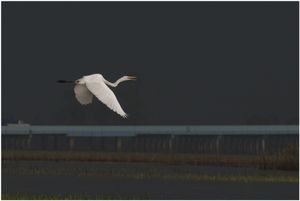 Present Moment 02: Freedom