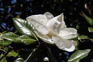 Magnolia Bud - South Carolina