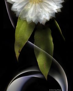 Confluence 9 © Kim Kauffman