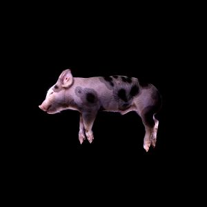 Pig to eat in Belgium