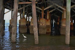 Egret uner Pier