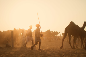 Camel Herders