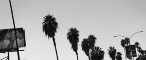 Van Nuys Palms 2015