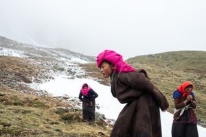 A family from Karang searches for yartsa gunbu at an altitude of 5000 meters in the Pulvari harvesting area at near-freezing temperatures. Upper Dolpo, Nepal, June 2017.