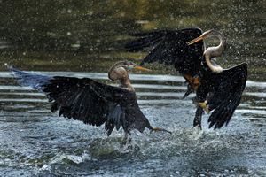 FIGHTING FOR TERRITORY