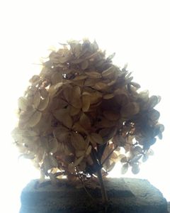 winterbloom - lilac on Hudson River orphan brick