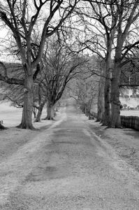 Winter Oaks