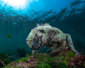 Seawater Dragon #3