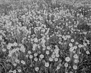 Un magnifique champ de fleurs