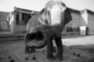 Animal Portrait1