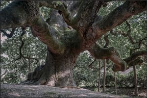 Quercus Robur. about 600 yrs.