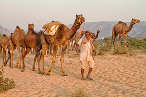 Camel Herder