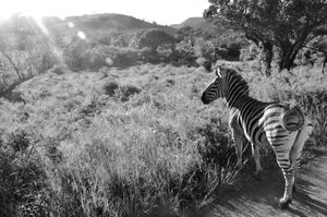 Zebra