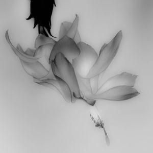 Flowers 14
