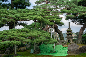Arborist