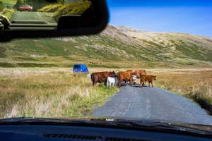 Rush hour in the Lake district National Park.