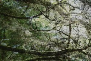 05 árbol del camino