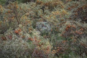 A Clearing In The Thorns (2017)