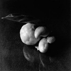 Citrus Mite Tangerine 3