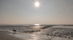 Westerschelde