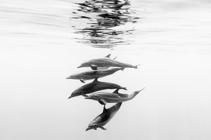Wild dolphins