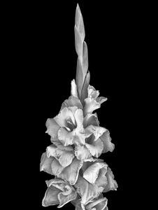 Gladioli
