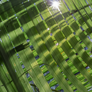 Dubuji Walkabout. Daintree. Australia