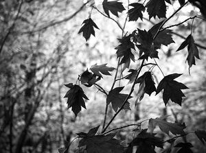 cc-by-sa Mylene Bressan