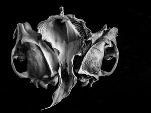 2 Coyote Skulls + Calla 2019