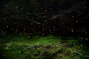 Stars 5