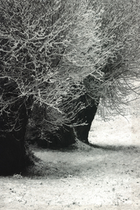 untitled from the series "Waiting for the Awakening"