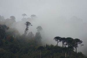 Araucarias on the fog