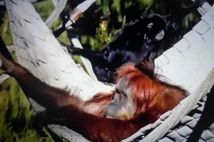 CAPTIVITY